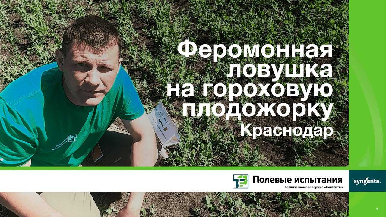 Вредители гороха (фото) — средства и меры борьбы | сайт о саде, даче и комнатных растениях