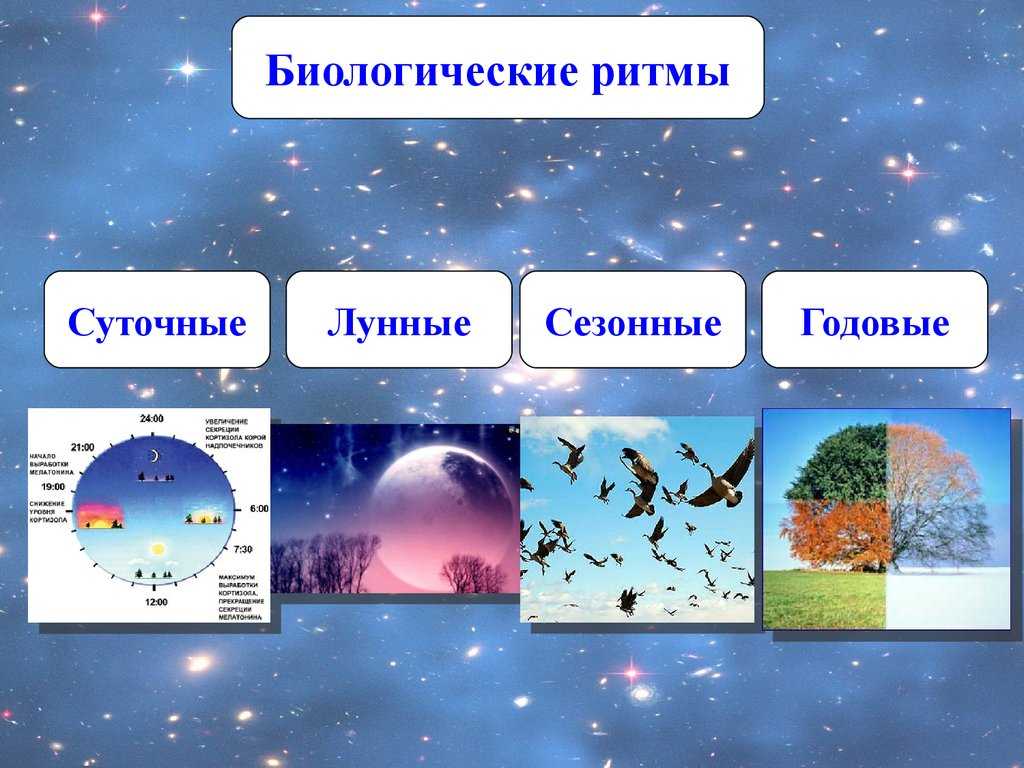 Урок 26 биологические адаптивные ритмы организмов | контент-платформа pandia.ru