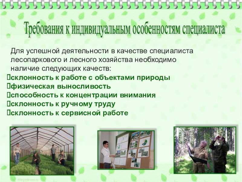 Основы лесопаркового хозяйства | pandia.ru