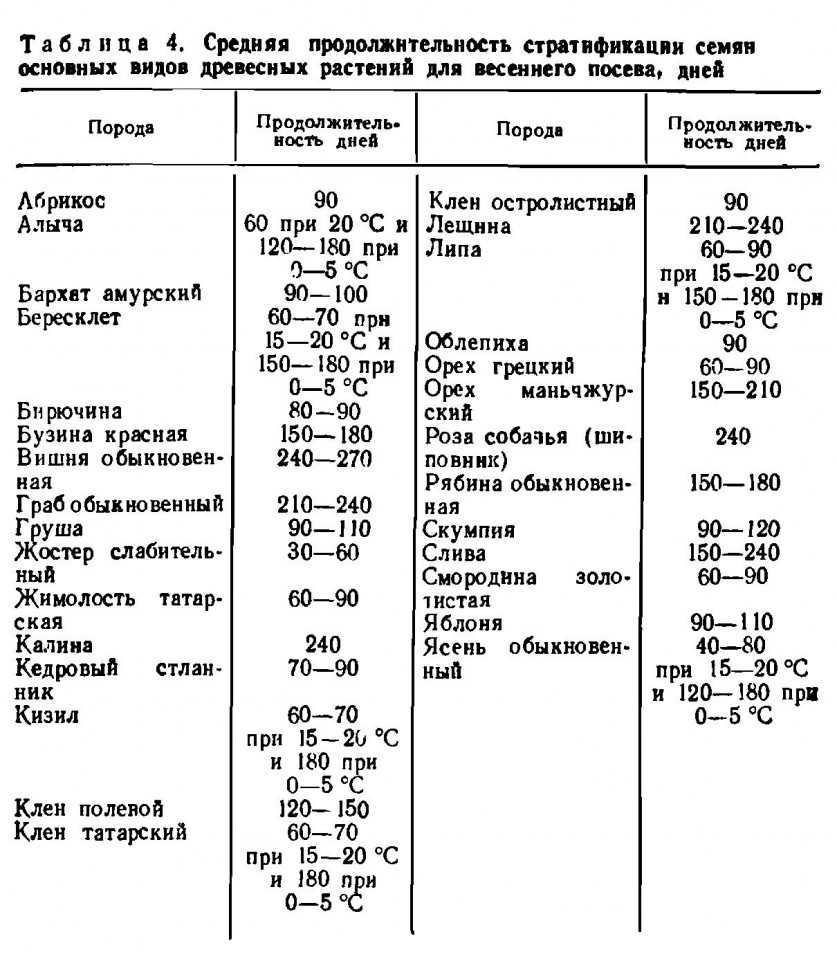 Семя