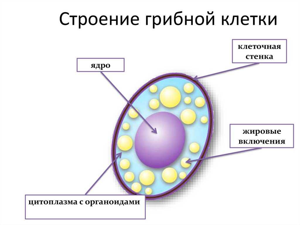 Клетка гриба: строение и особенности - грибы собираем