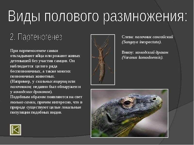 Брачное поведение животных
