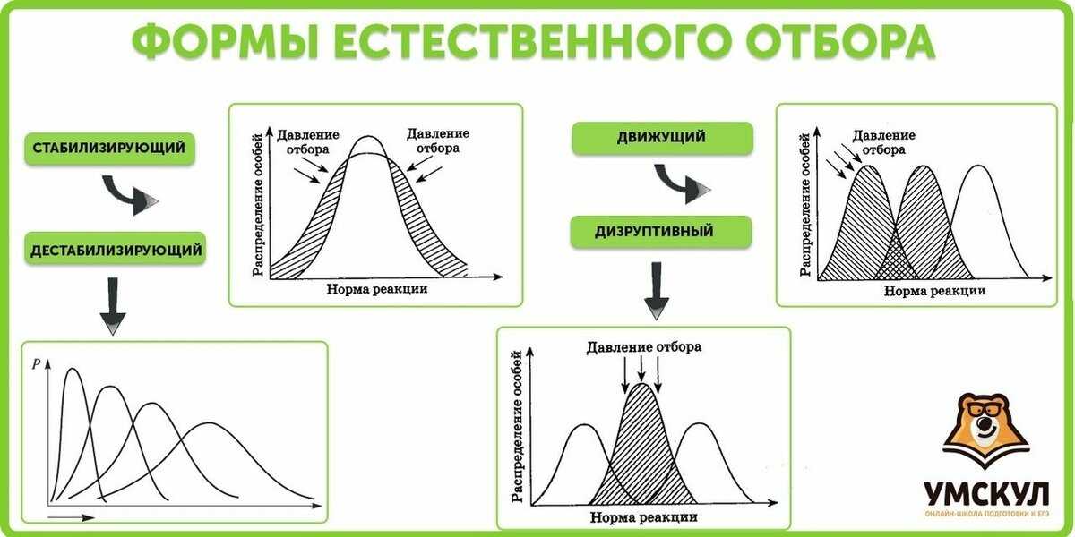 Естественный отбор