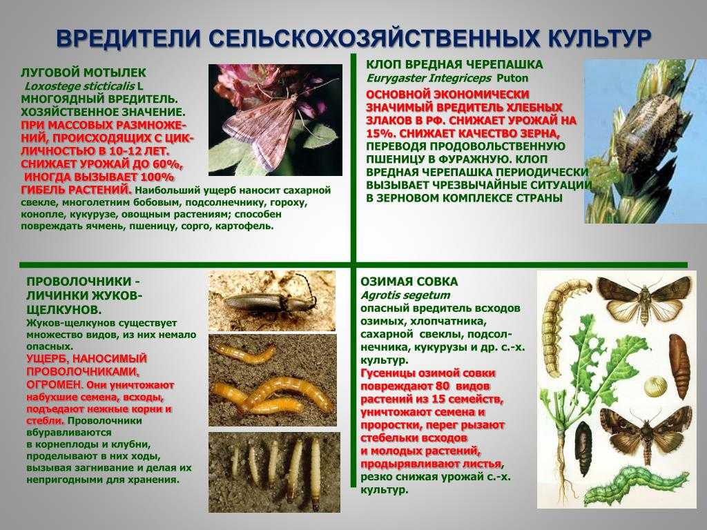 Все вредители сосны, ее болезни и эффективные меры борьбы с ними