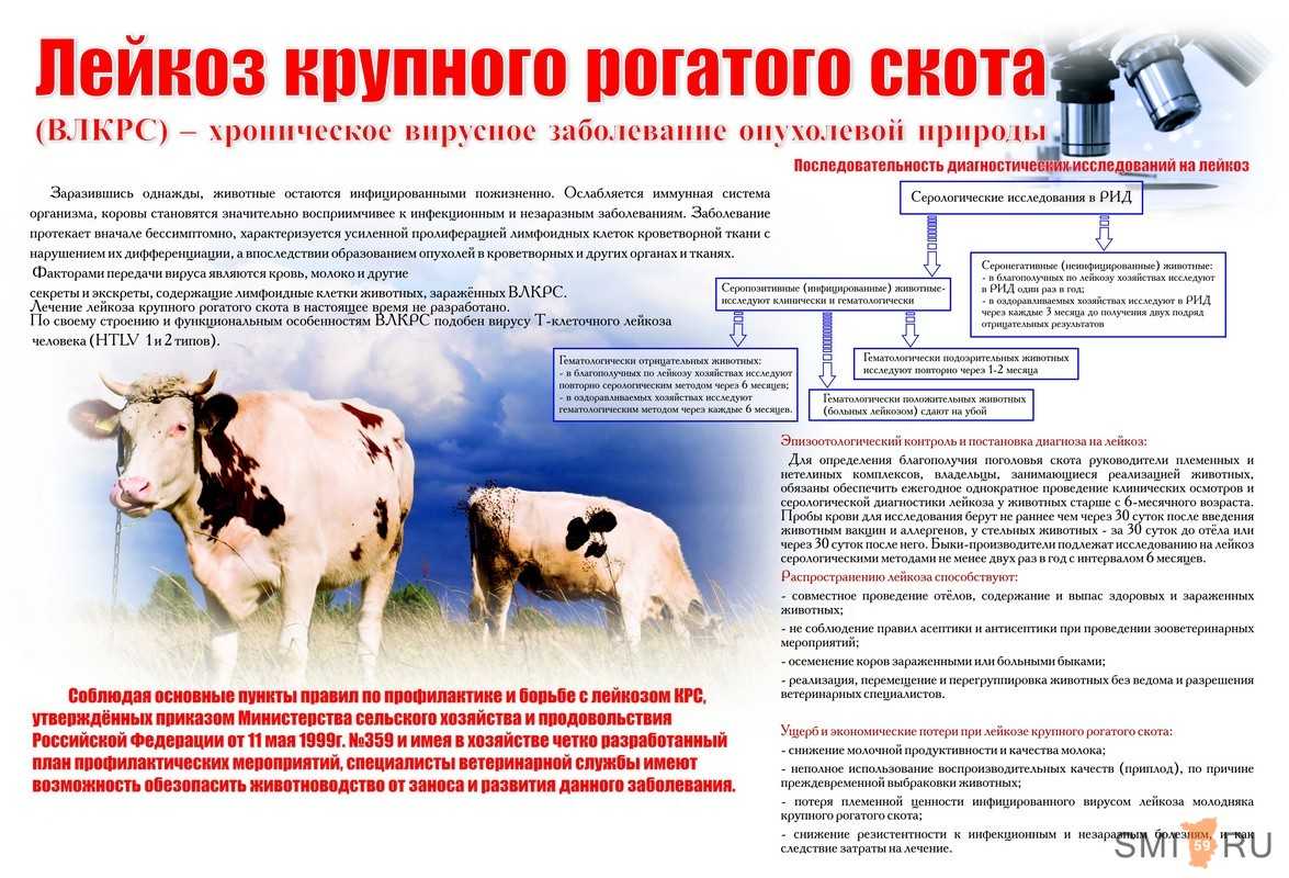   чума крупного рогатого скота - med24info.com