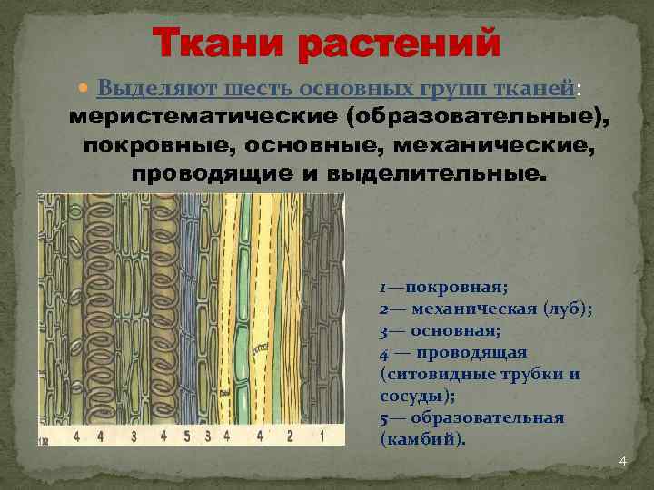 Проводящая ткань растений