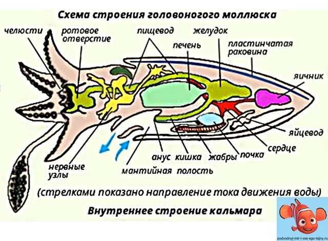 Как выглядит кальмар (30 фото): строение живого, чем питается, это рыба, моллюск или нет