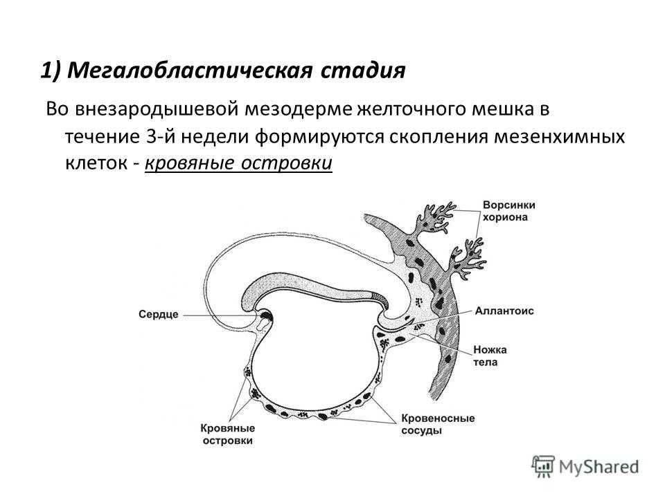 Особенности внешнего строение костных рыб. костистые рыбы – teleostei. общая характеристика костистых рыб как наиболее многочисленно и разнообразной группы современных рыб. основные отряды и их представители. строение костных рыб