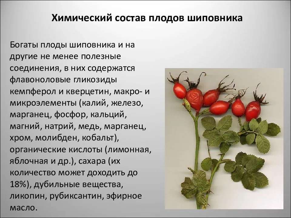 Шиповник — выбираем самые витаминные и урожайные сорта. фото — ботаничка