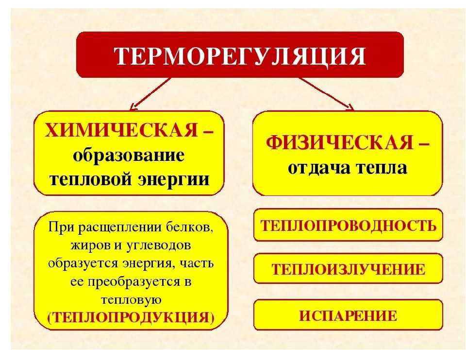 Теплообмен между организмами и окружающей средой