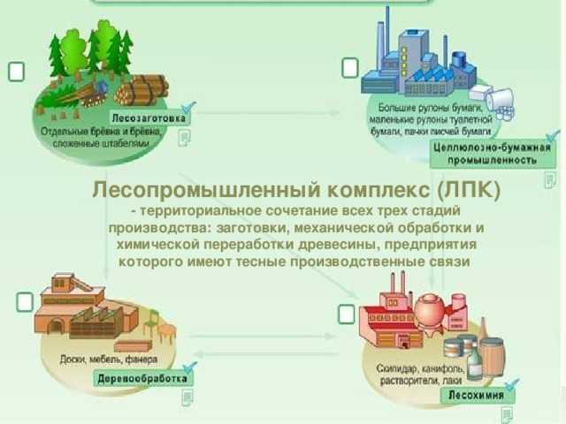 Лесные ресурсы земли — что относится, примеры, пользование и защита