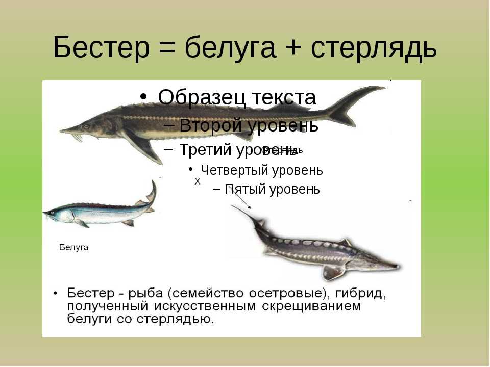 2.2 инкубация икры, выращивание личинки и молоди. товарное выращивание осетра - курсовая работа