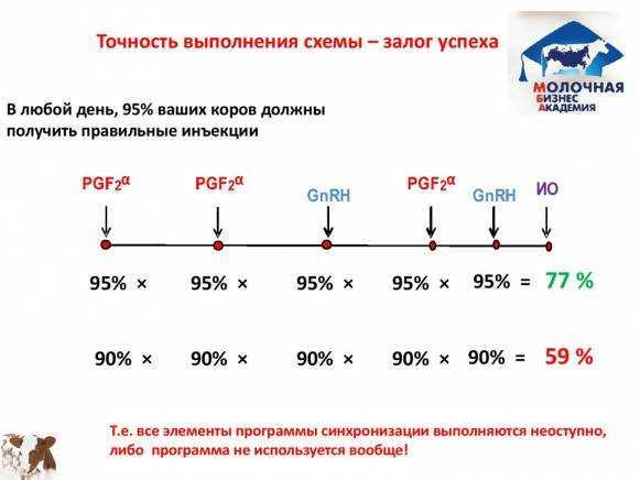 Искусственное осеменения коров, способы осеменения