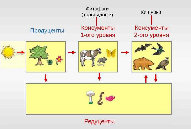 Пищевая цепь – определение, значение и звенья