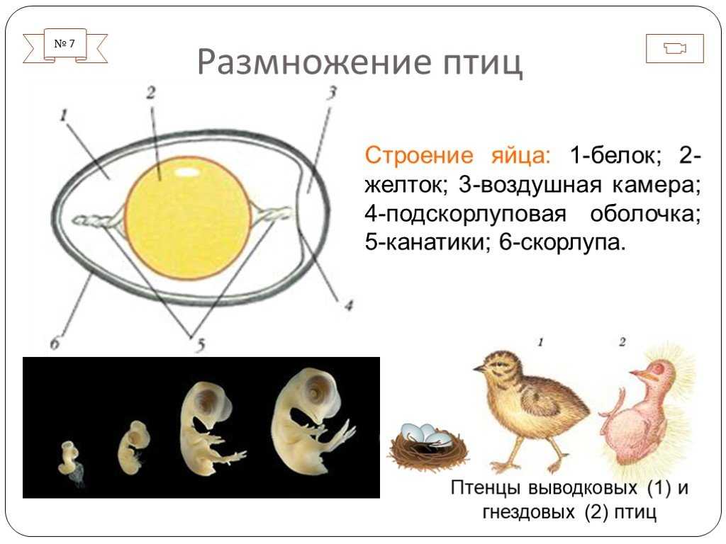 Как происходит размножение птиц
