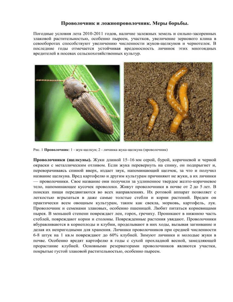 Проволочник и ложнопроволочник. меры борьбы | контент-платформа pandia.ru