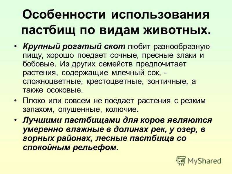 Выпас скота на пастбище