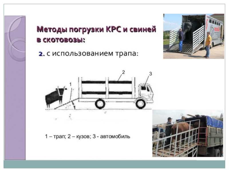 Ветеринарно-санитарные требования к транспортировке животных
