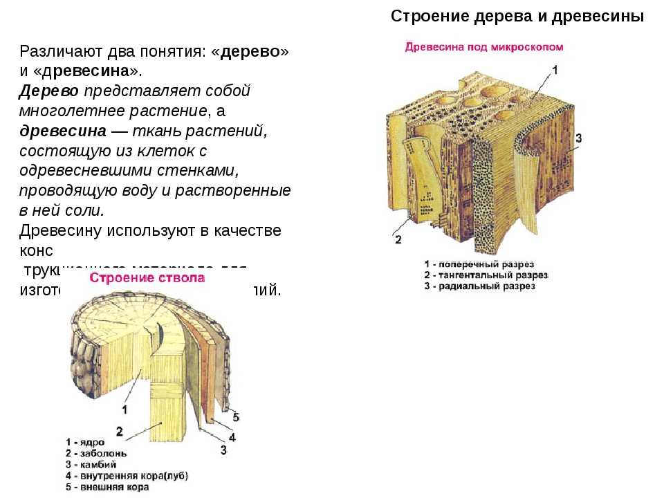 Структура и свойства древесины - древесина