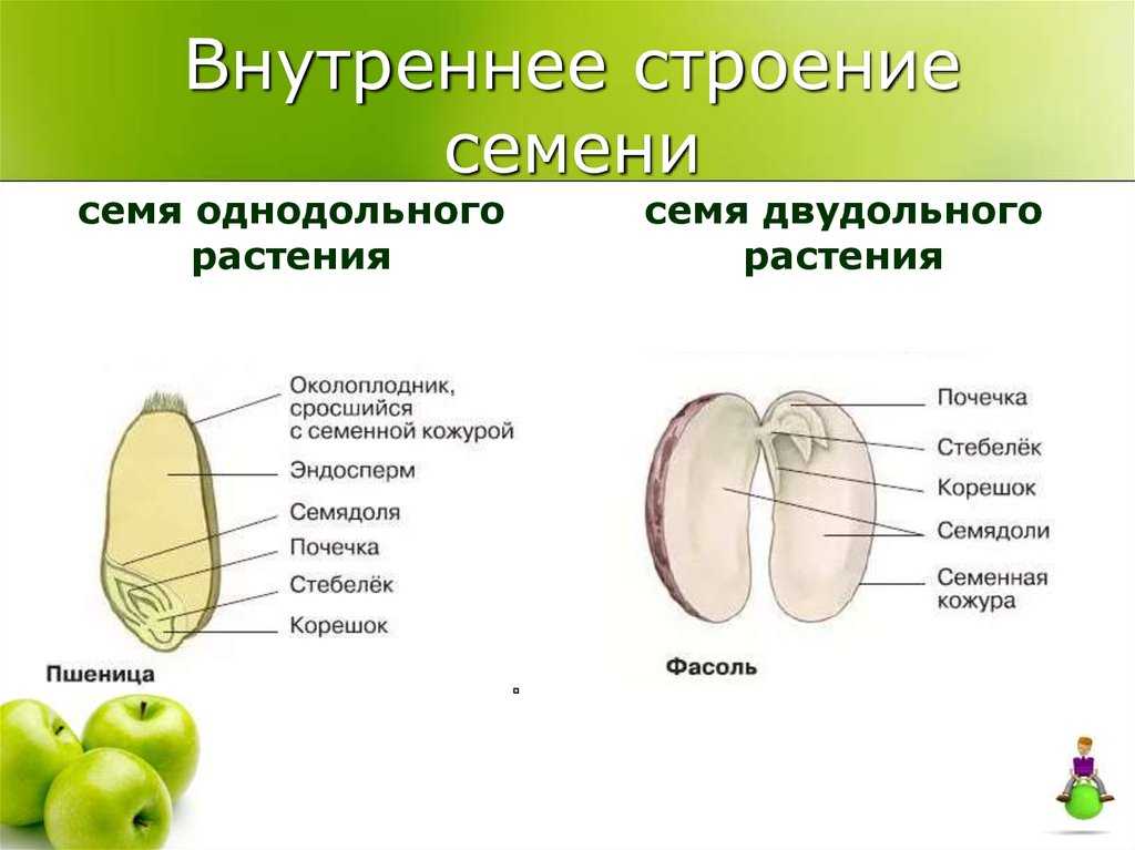 Лекция 8. плоды и семена