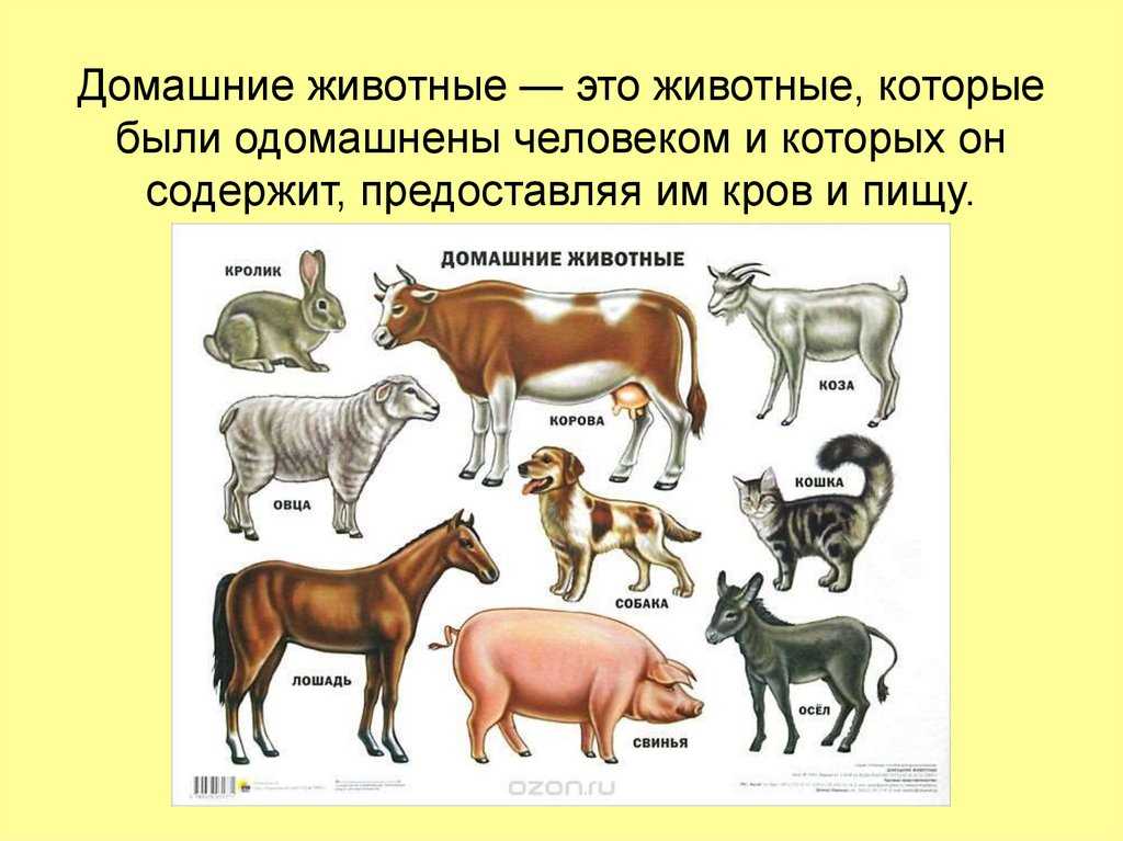 Как человек одомашнил собаку: история теорий — нож