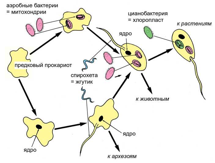 Клетки — чудо архитектуры