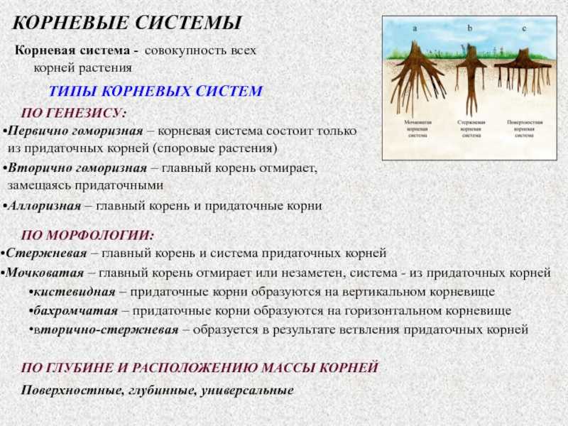 Корни дуба в ширину: особенности и характеристики