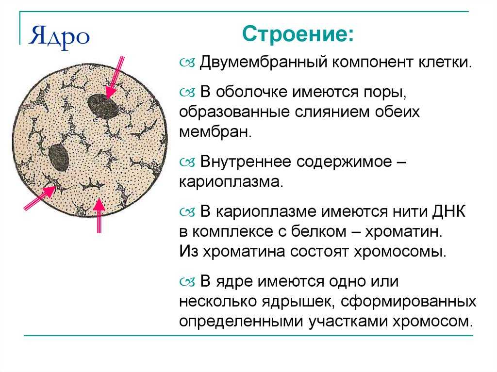 Биология. 11 класс