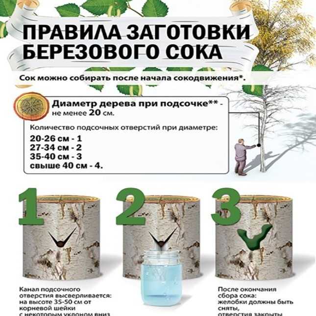 Как и когда собирать березовый сок: сроки сбора в этом 2023 году — способы