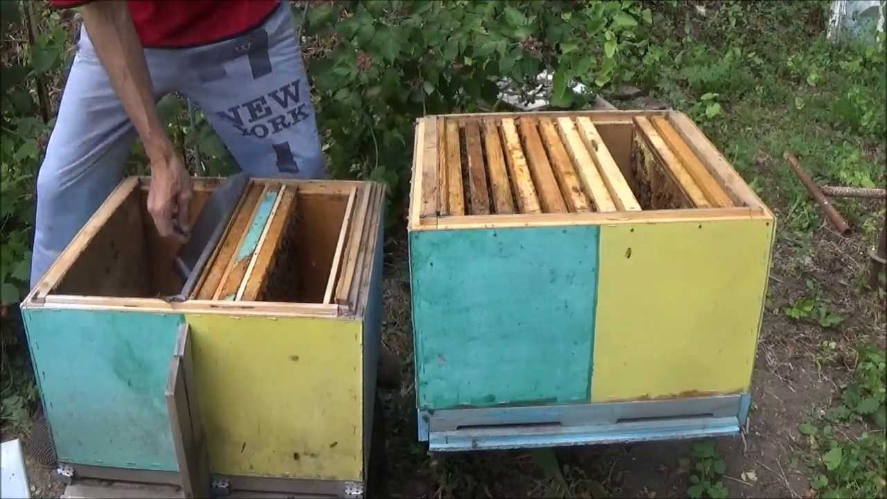 Пчеловодство для начинающих: с чего начать разведение пчел?