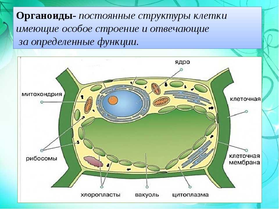 Биология. 11 класс