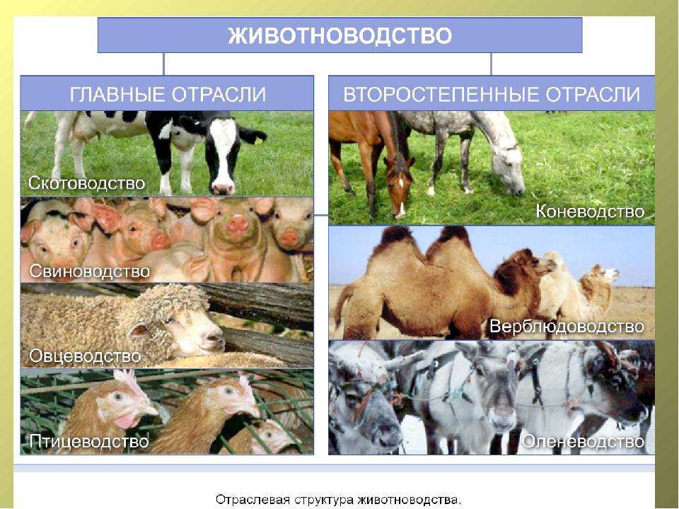 Реферат: система ведения хозяйства. система животноводства - refy.ru - сайт рефератов, докладов, сочинений, дипломных и курсовых работ