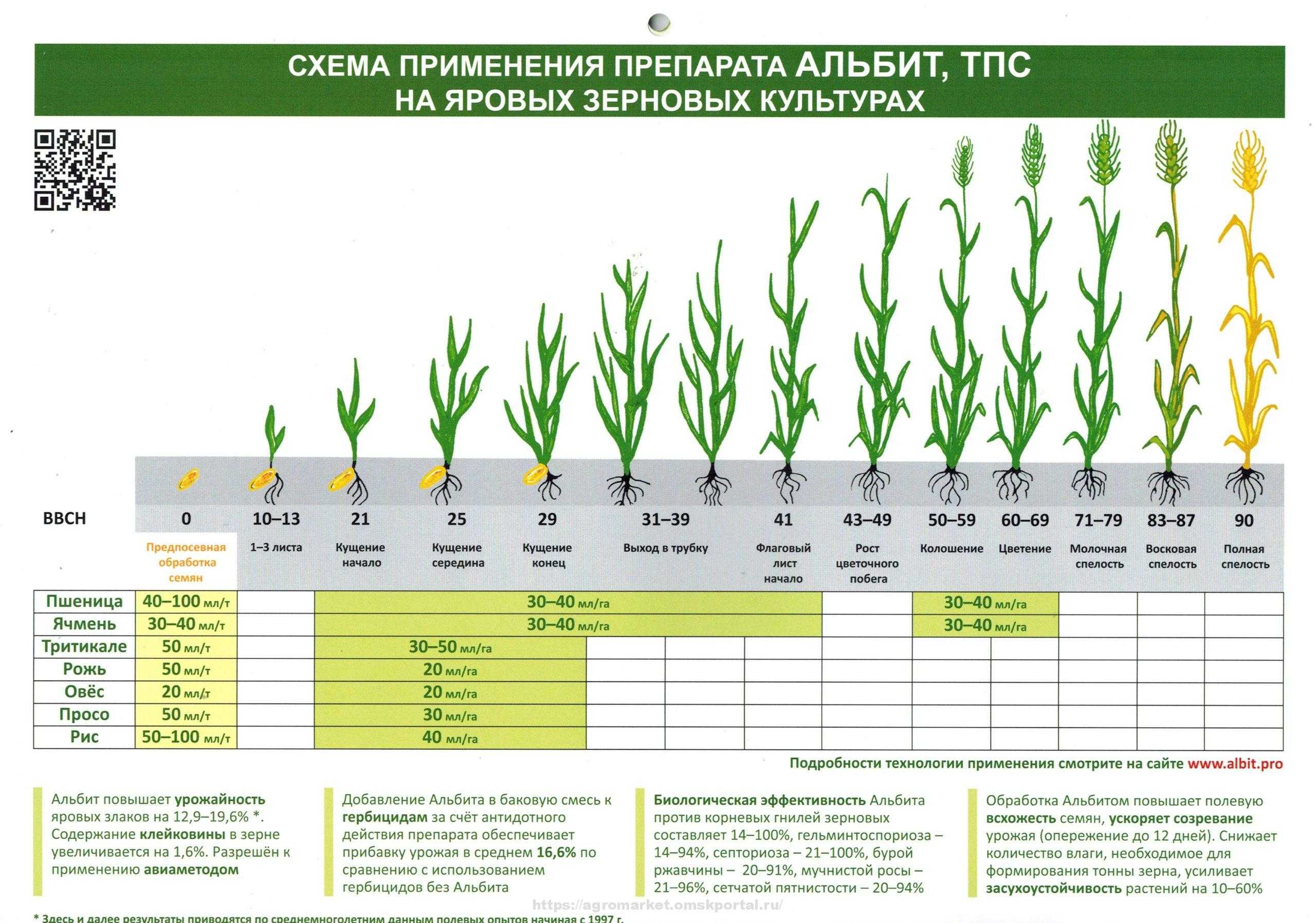 Презентация на тему "лесная типология как основа проектирования лесных культур"
