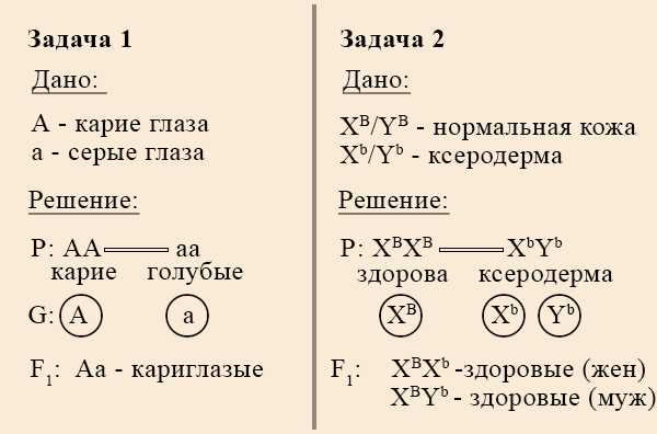 Наследование, сцепленное с полом – признаки определения