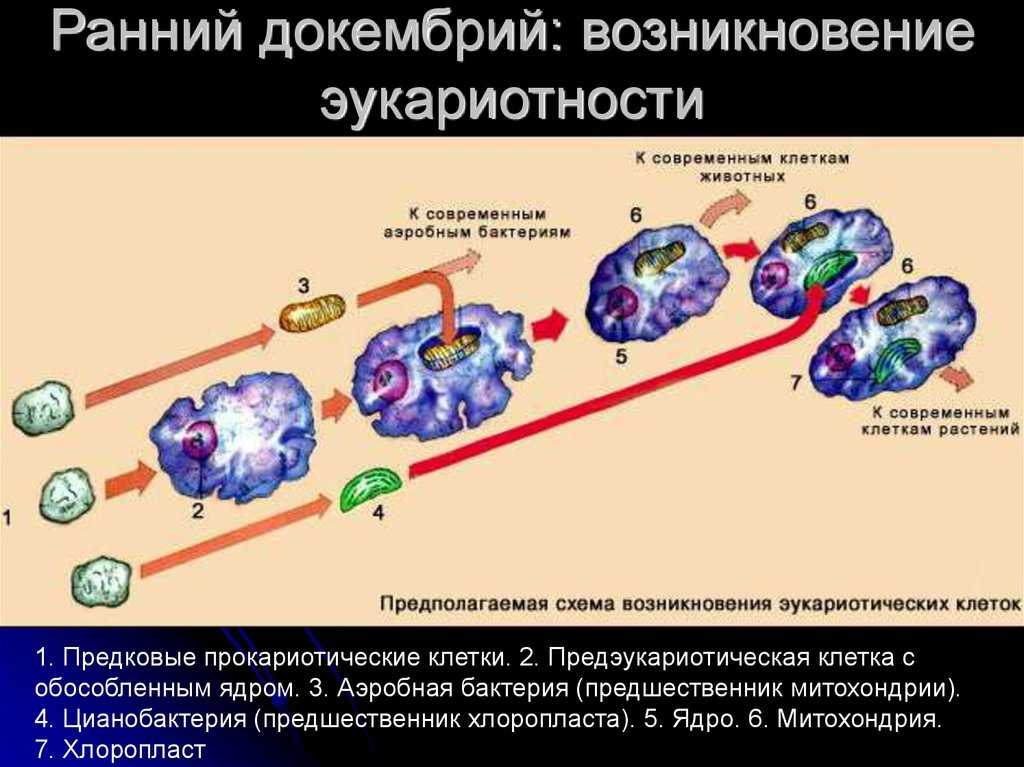 Биологическая клетка
