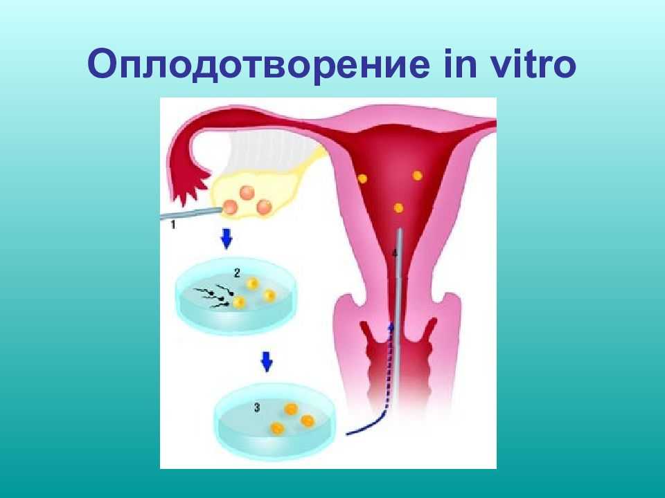 Размножение живых организмов. основные виды