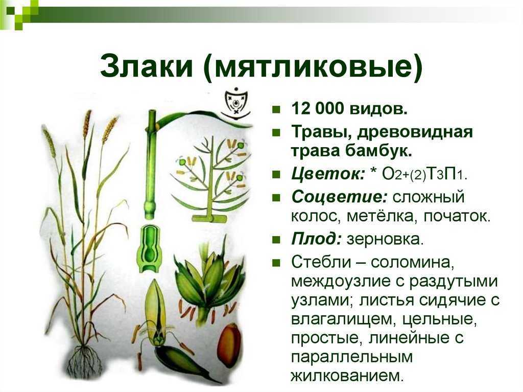 Сорное растение
