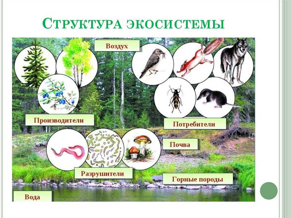 Взаимоотношения растений и животных презентация, доклад, проект