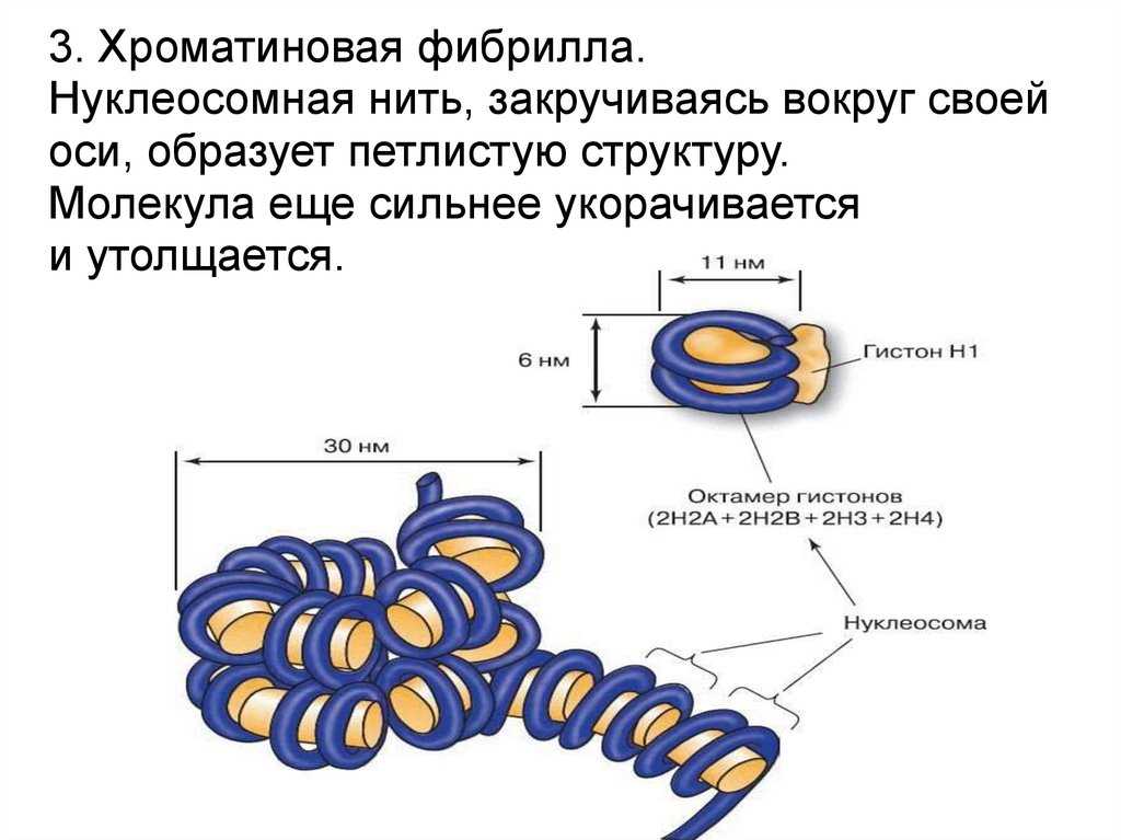 Хроматин: определение, строение и роль в делении клеток