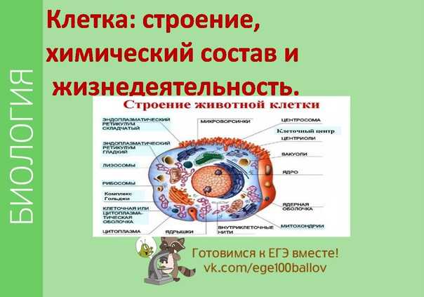 Различия и сходства растительной и животной клетки
