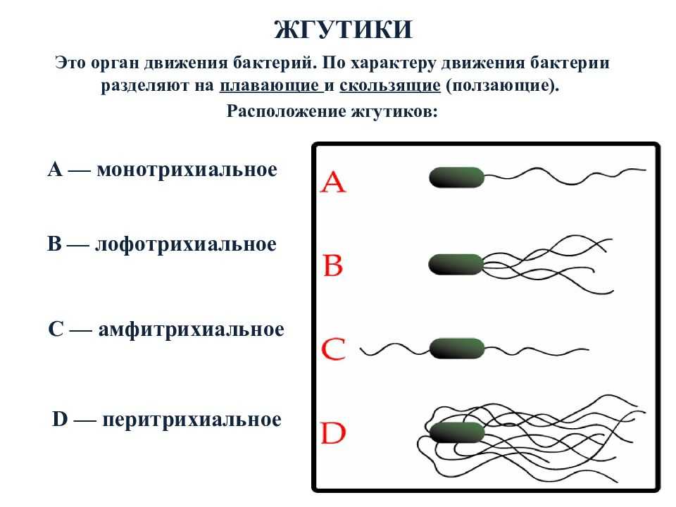 Метод висячей капли (тест на подвижность) принцип и процедура, результат, применение