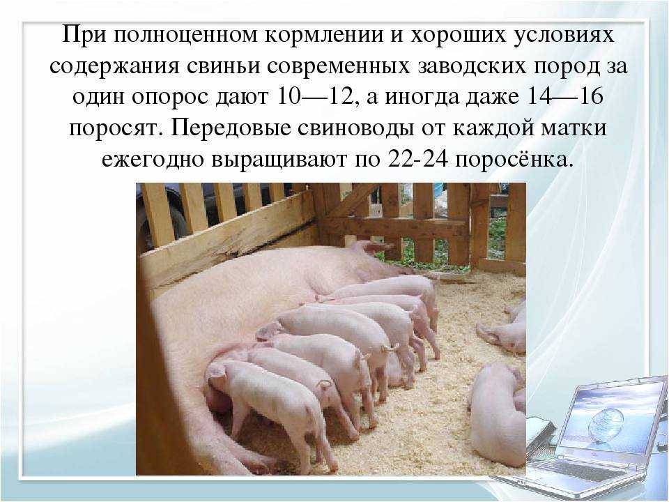 Технология воспроизводства свиней