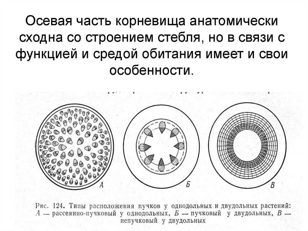 Ткани растений