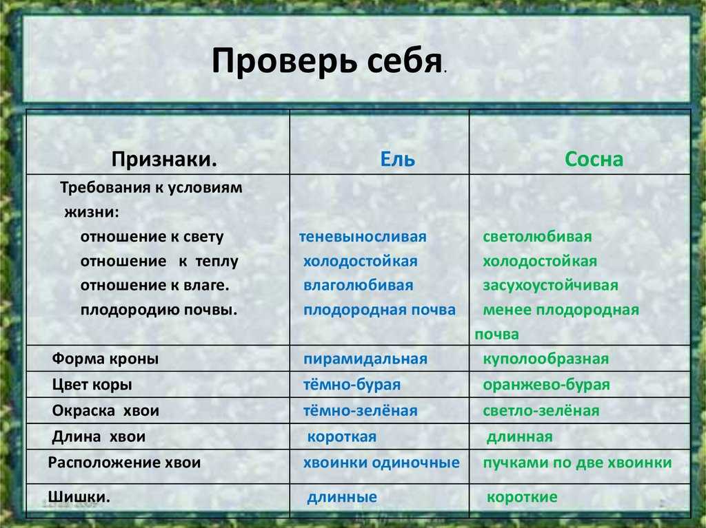 Корневая система сосны