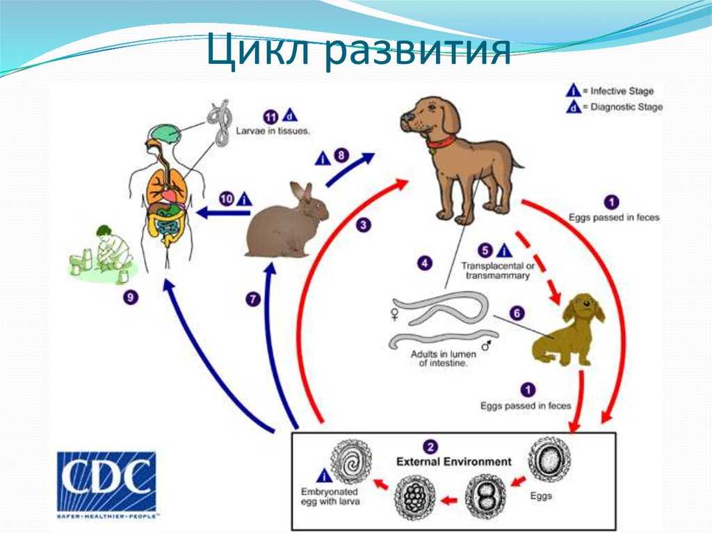 Токсокароз у домашних питомцев агрессивен, но излечим