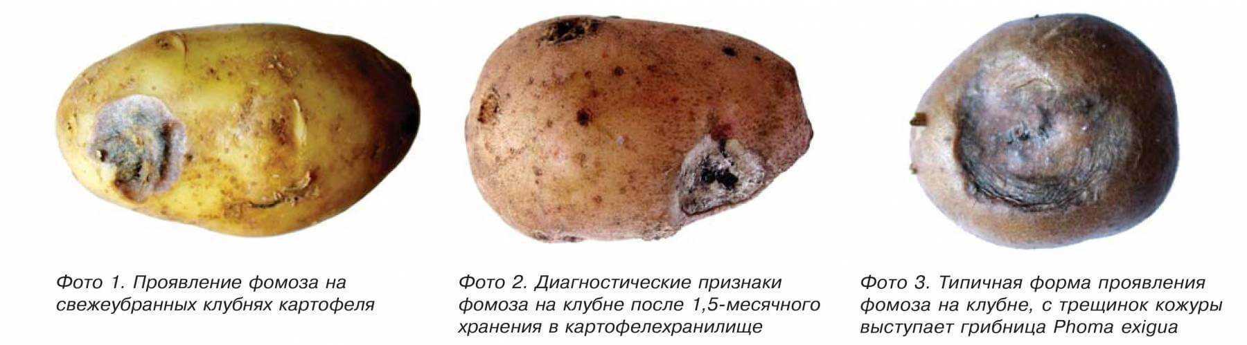 Грибные болезни картофеля — floweryvale.ru