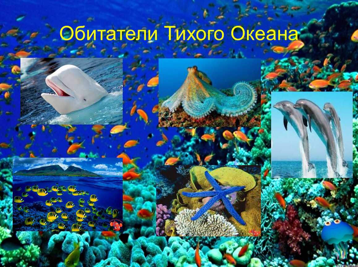 Обитатели мирового океана - описание флоры и фауны