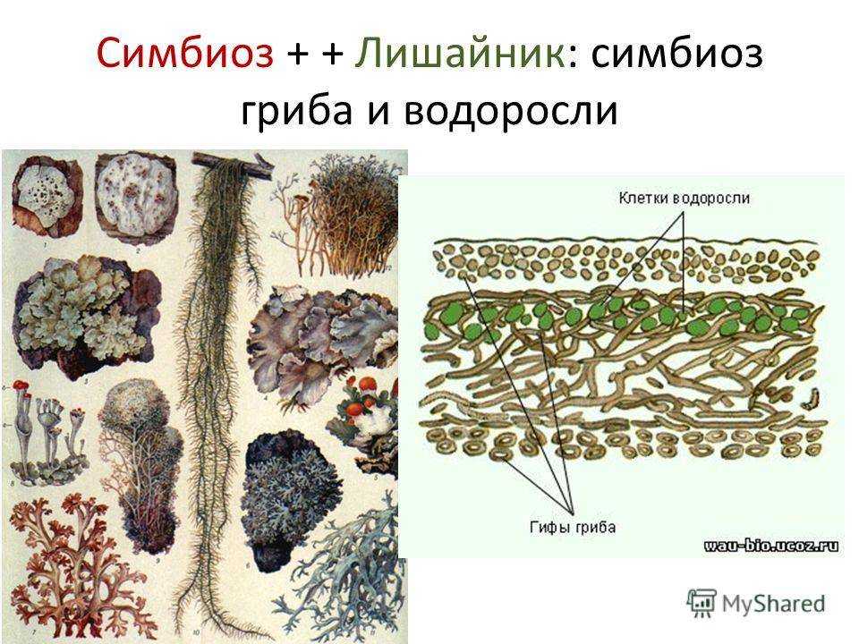 Урок 3: биотические факторы - 100urokov.ru