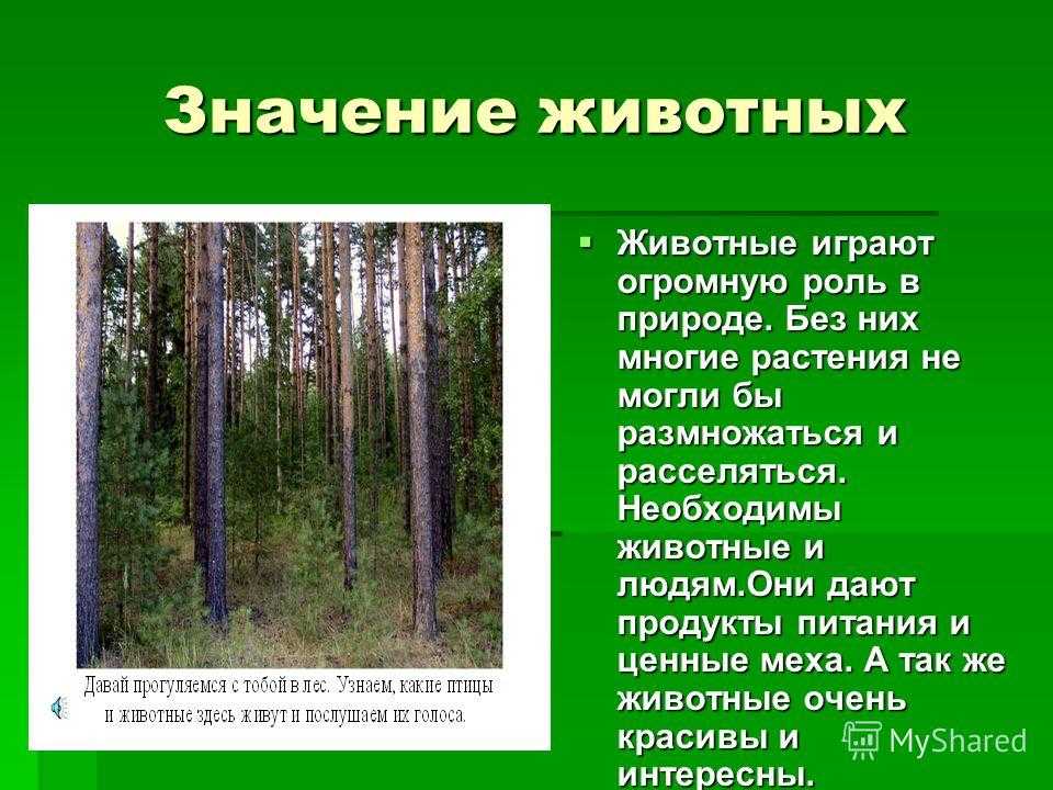 Какую роль играют животные в природе и жизни человека