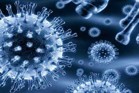 Вирусный артериит лошадей - equine viral arteritis